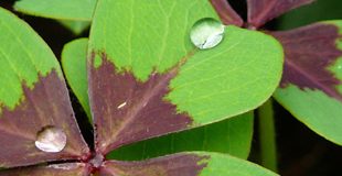 Milliardenpoker gestartet